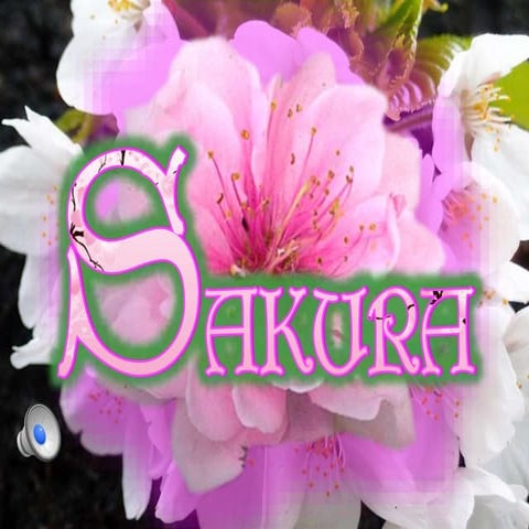 Sakura 1