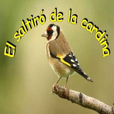 Saltiro de la cardina