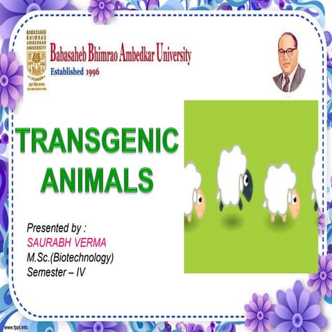 transgenic animals