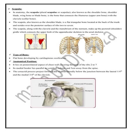 scapula pdf