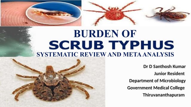 Scrub typhus PowerPoint presentation in microbiology