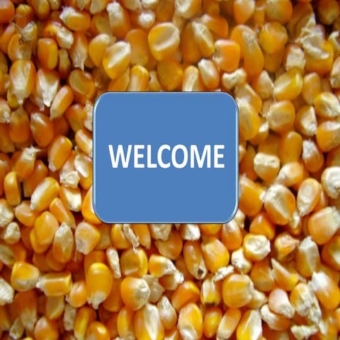 Seed production of maize