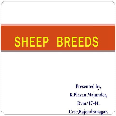Sheeep  breeds