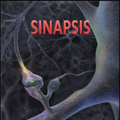 Sinapsis y tipos de sinapsis