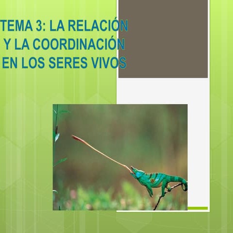 Sist.relacion yamile-cortes