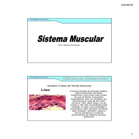 Sistema muscular