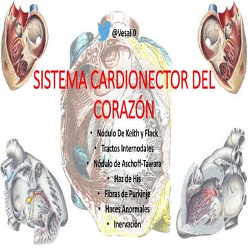 Sistema cardionector del corazón