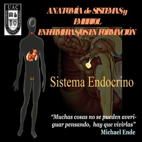 Sistema endocrino