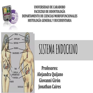 Presentacion Histologica Sistema Endocrino
