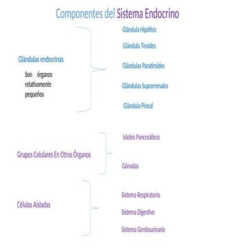 Sistema Endocrino Generalidades e Hipofisis.pptx