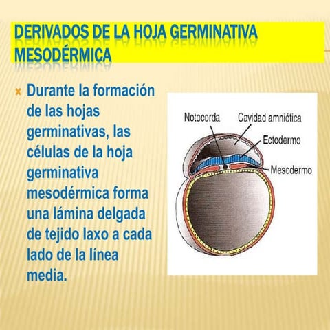 Sistema esquelético craneo