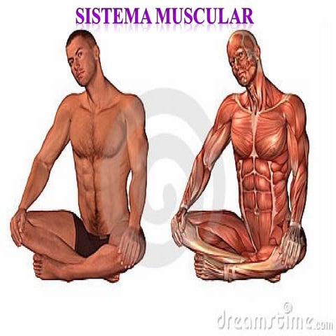 Sistema Muscular