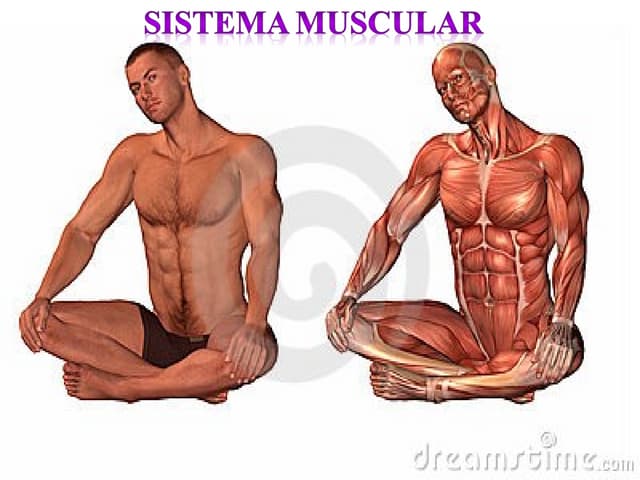 Sistema Muscular