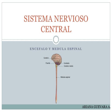 Sistema nervioso - GENERALIDADES 