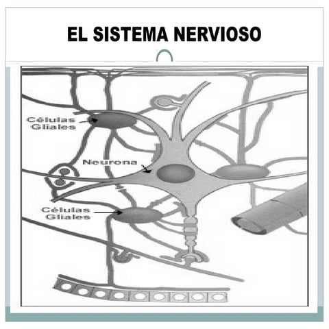 Sistema nervioso nuevo 801 y 802