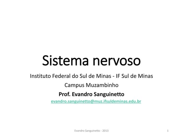 Sistema nervoso   130805
