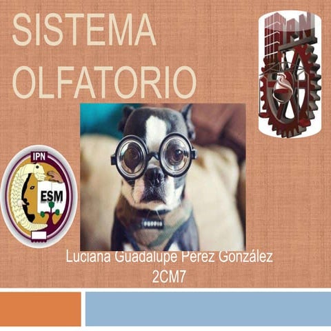 Sistema olfatorio