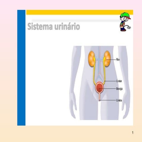 Sistema renal