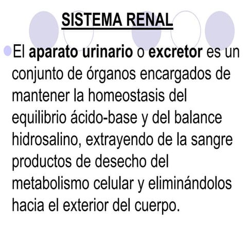 Sistema renal