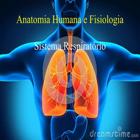 Sistema respiratório