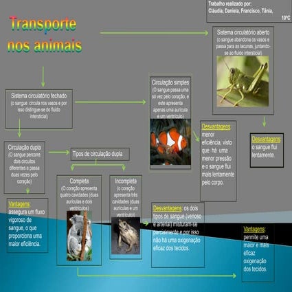 Sistemas circulatórios 10c