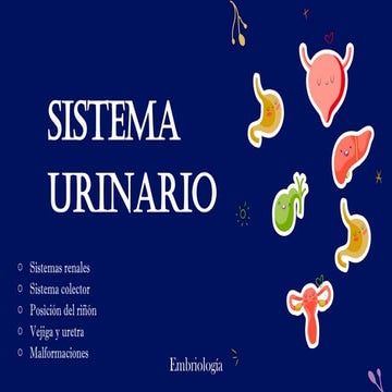 sistema urinario. Embriología, es un resumen.
