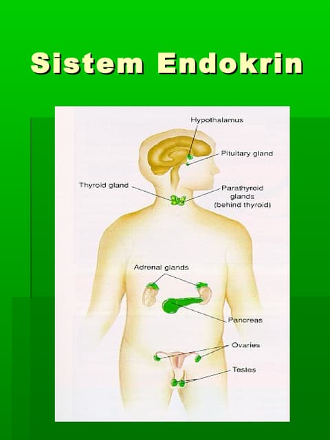 Sistem Endokrin