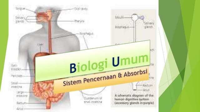 Sistem pencernaan & absorpsi