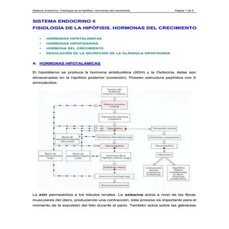 Sistema endocrino 2