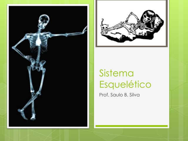 Sistema Esquelético