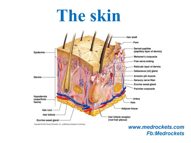 Skin