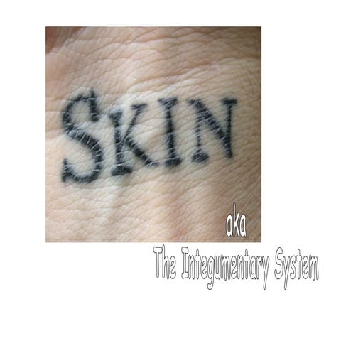 Skin - Biology