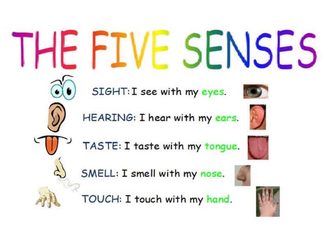 MY FIVE SENSES - PARTS OF THE BODY