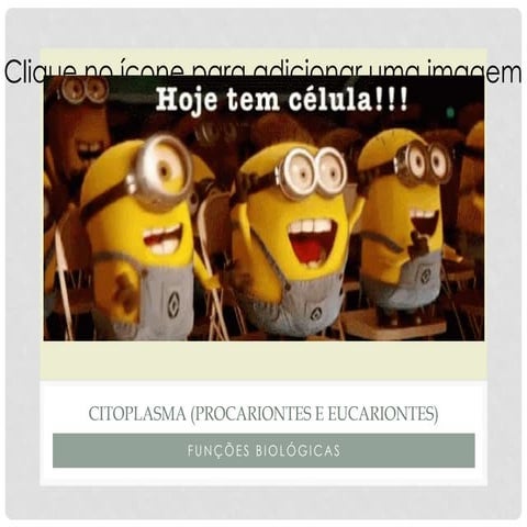 Slide de organelas eucariontes e procariontes