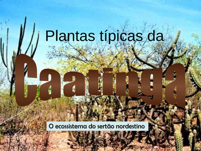 Plantas Tìpicas da Caatinga