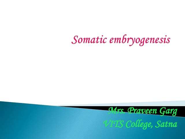 Somatic embryogenesis