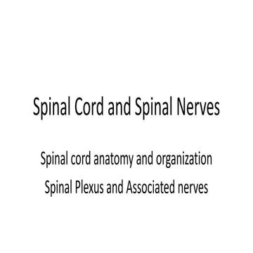 Spinal cord and spinal nerves