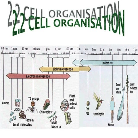 form4(BIOLOGY) chap 2 pt2
