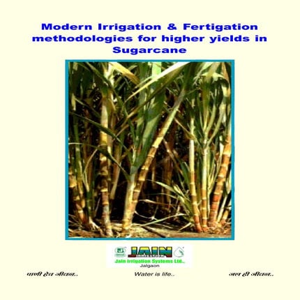 Sugarcane cultivation