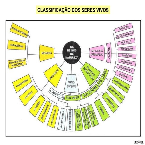 Taxonomia  (versão para aula)