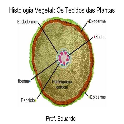 Tecidos vegetais