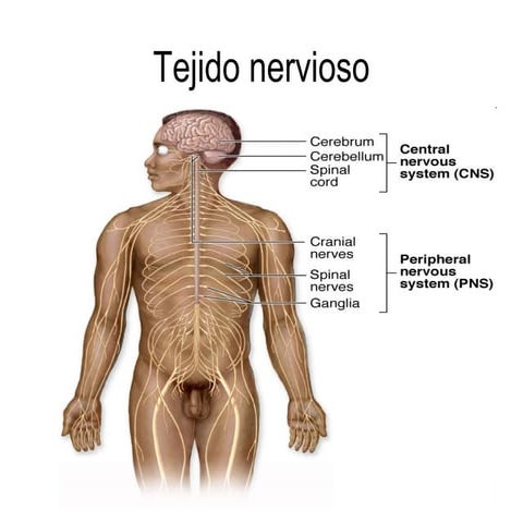 Histología del Tejido Nervioso. Escuela de Medicina ITESM 