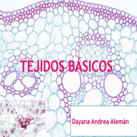 Tejidos básicos, embriología