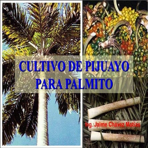Tema 10 pijuayo o palmito