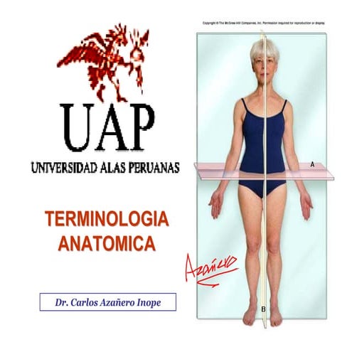Terminologia Anatomica