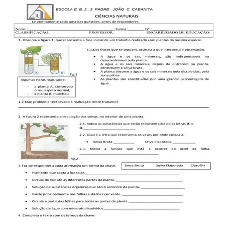 Teste plantas 6º