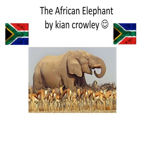 The African Elephant
