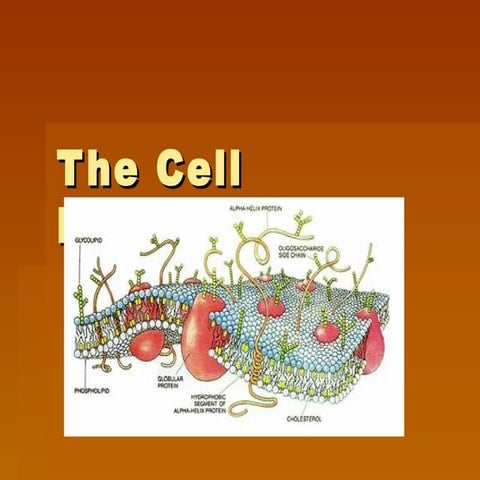 The Cell Membrane