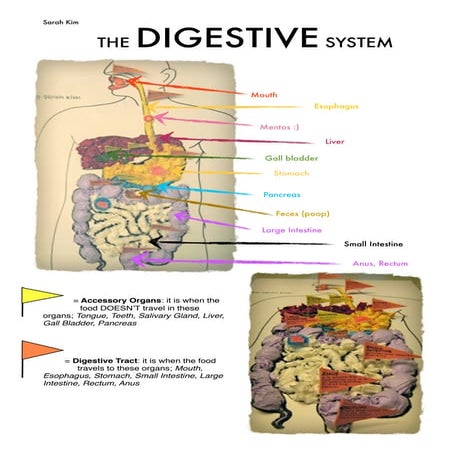 The digestive system project