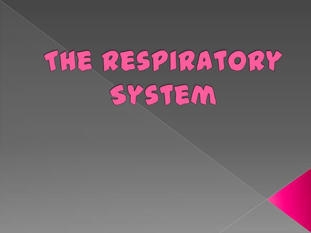 The respiratory system report xxxx